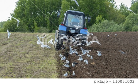 seagulls fly over a blue tractor that plows the land for sowing crops 110031002