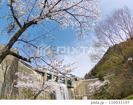 大倉ダムと桜の風景（宮城県仙台市） 110031197