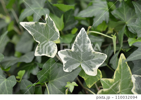 Variegated English Ivy Variegated English Ivy 110032094