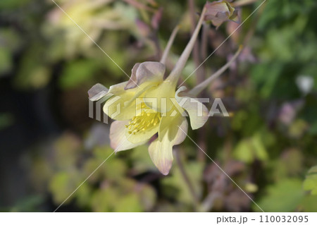 Common columbine Common columbine 110032095