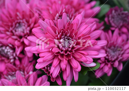 Magenta Chrysanthemum 110032117