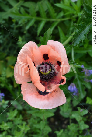 Oriental poppy Coral Reef 110032126