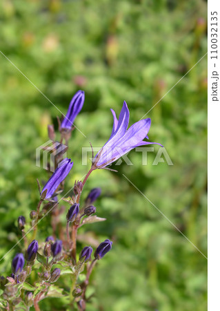Dalmatian bellflower Dalmatian bellflower 110032135