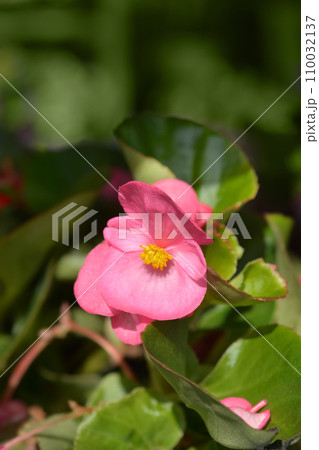 Wax begonia 110032137