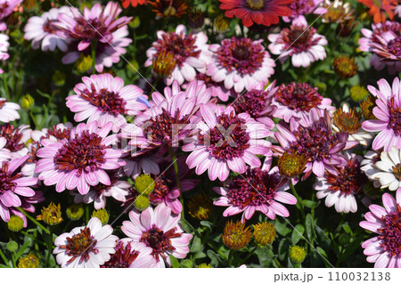 African daisy 3D Berry White 110032138