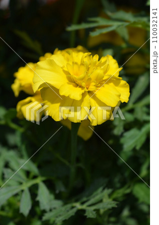 French marigold Bonanza Yellow French marigold Bonanza Yellow 110032141