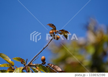 青い空とドングリの木 青い空とドングリの木 110032390