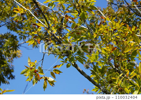 青い空とドングリの木 青い空とドングリの木 110032404