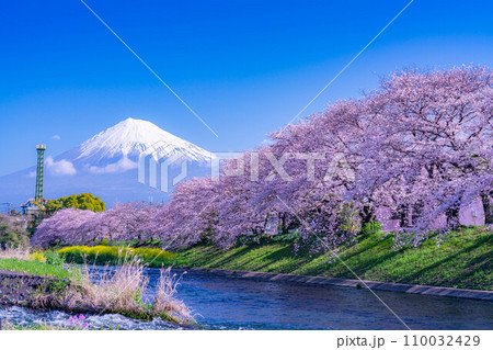 【春の絶景】静岡県富士市の潤井川の桜・龍巌淵【静岡県】 110032429