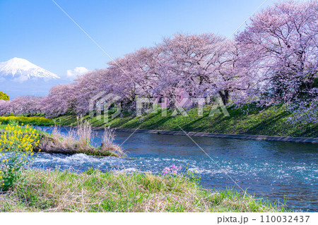 【春の絶景】静岡県富士市の潤井川の桜・龍巌淵【静岡県】 110032437