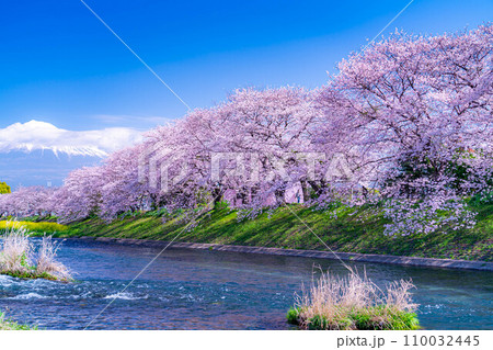 【春の絶景】静岡県富士市の潤井川の桜・龍巌淵【静岡県】 110032445