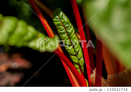 mangold in the organic garden. Mangold leaf 110032738