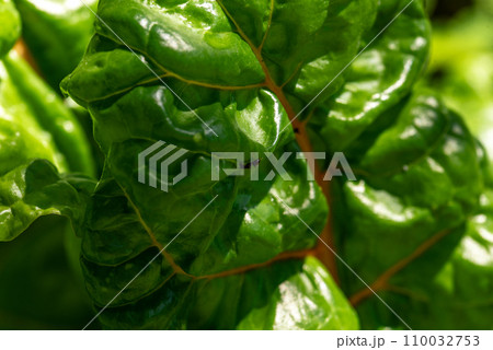 mangold in the organic garden. Mangold leaf mangold in the organic garden. Mangold leaf 110032753