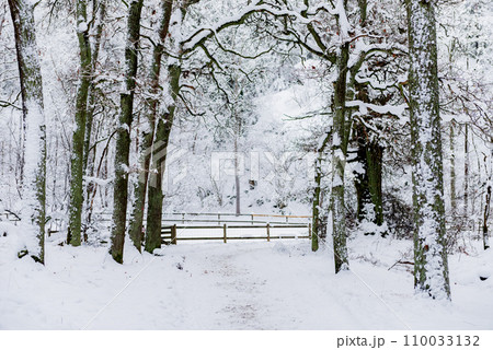Landscape.Beautiful winter landscape, snowy trees, forest road. 110033132