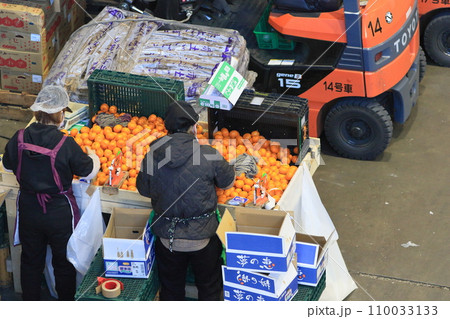 ミカンを袋詰めする市場の店員 大田市場の作業風景 ミカンを袋詰めする市場の店員 大田市場の作業風景 110033133