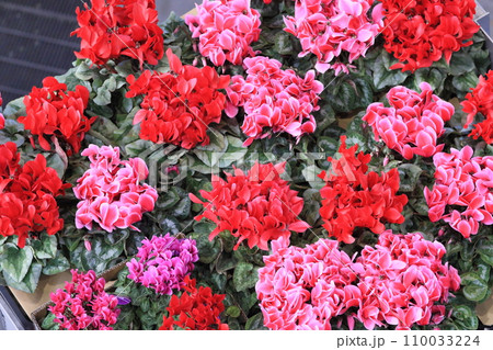 シクラメン　クリスマスフラワー　ガーデンシクラメン 110033224