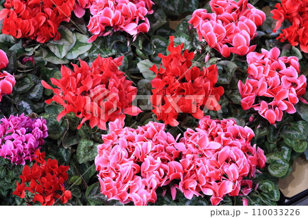 シクラメン　クリスマスフラワー　ガーデンシクラメン 110033226