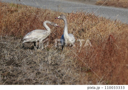 シベリアから飛来したコハクチョウ シベリアから飛来したコハクチョウ 110033333