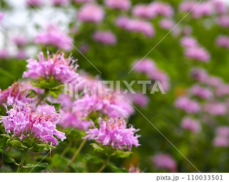 ベルガモットの花 ベルガモットの花 110033501
