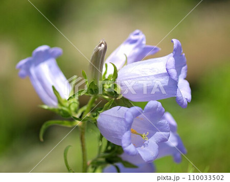 青いカンパニュラの花のアップ 110033502