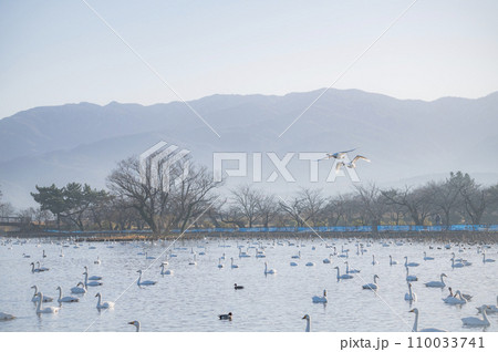 新潟　瓢湖の白鳥 110033741