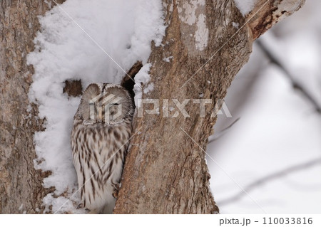 目を閉じているエゾフクロウ 110033816