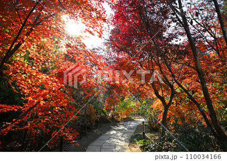 紅葉の風景　多聞院境内　所沢市　 110034166