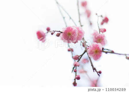 梅 梅 110034289