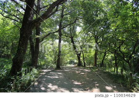 夏の公園 木陰の散歩道 夏の公園 木陰の散歩道 110034629
