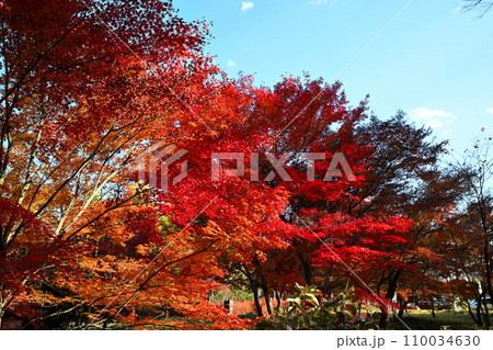紅葉の風景　多聞院境内　所沢市　 110034630