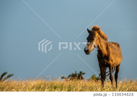 Japanese wild horses on Yonaguni Island Japanese wild horses on Yonaguni Island 110034828