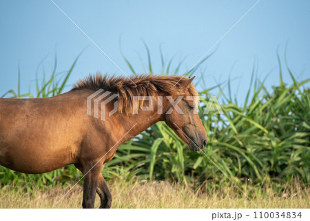 Japanese wild horses on Yonaguni Island 110034834