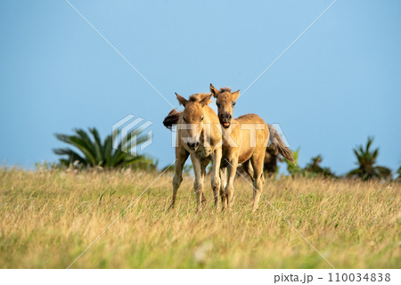 Japanese wild horses on Yonaguni Island Japanese wild horses on Yonaguni Island 110034838