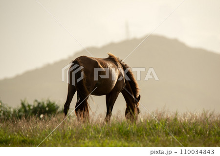 Japanese wild horses on Yonaguni Island Japanese wild horses on Yonaguni Island 110034843