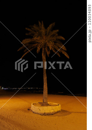 A solitary palm tree stands on the beach at night and is illuminated by a lantern. A solitary palm tree stands on the beach at night and is illuminated by a lantern. 110034893