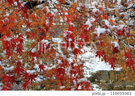 冠雪の紅葉、イメージ 110035065