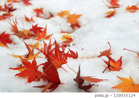 雪の上の紅葉の落ち葉、イメージ 110035124