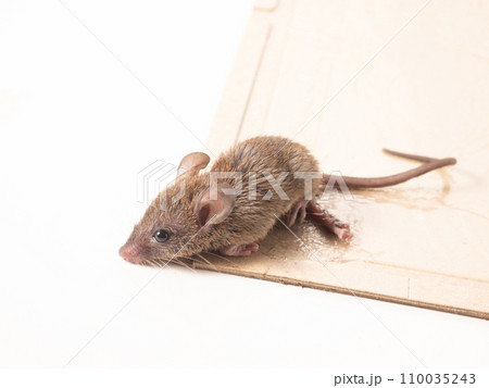 ネズミと捕獲シート 110035243