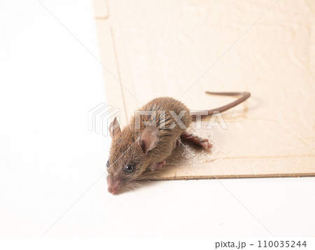 ネズミと捕獲シート ネズミと捕獲シート 110035244