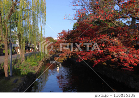 紅葉彩る晩秋の倉敷美観地区:倉敷川畔のコブハクチョウ 紅葉彩る晩秋の倉敷美観地区:倉敷川畔のコブハクチョウ 110035338