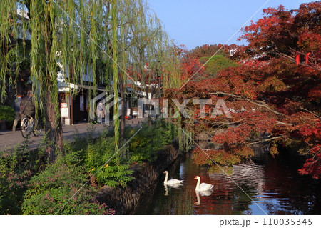 紅葉彩る晩秋の倉敷美観地区：倉敷川畔のコブハクチョウ 110035345