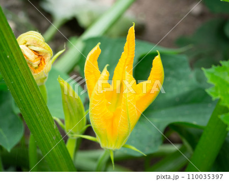 ズッキーニの花 110035397