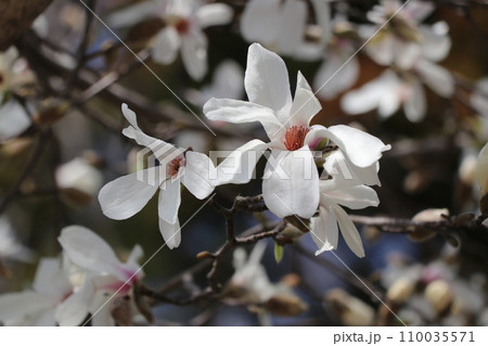 こぶしの花 こぶしの花 110035571
