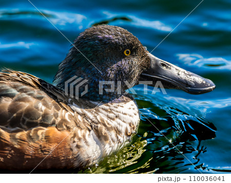 池・湖を泳ぐハシビロガモ 池・湖を泳ぐハシビロガモ 110036041