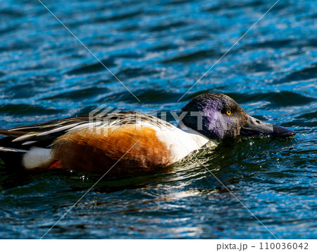 池・湖を泳ぐハシビロガモ 110036042