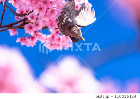 満開の河津桜とヒヨドリ 110036114