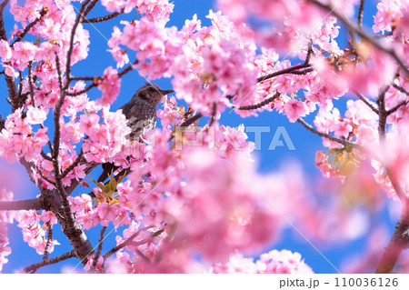 満開の河津桜とヒヨドリ 満開の河津桜とヒヨドリ 110036126