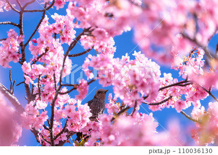 満開の河津桜とヒヨドリ 110036130