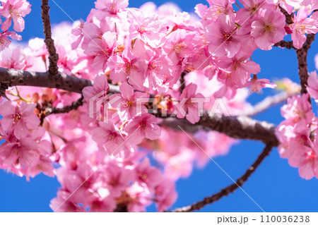 満開の河津桜 110036238