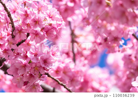 満開の河津桜 110036239